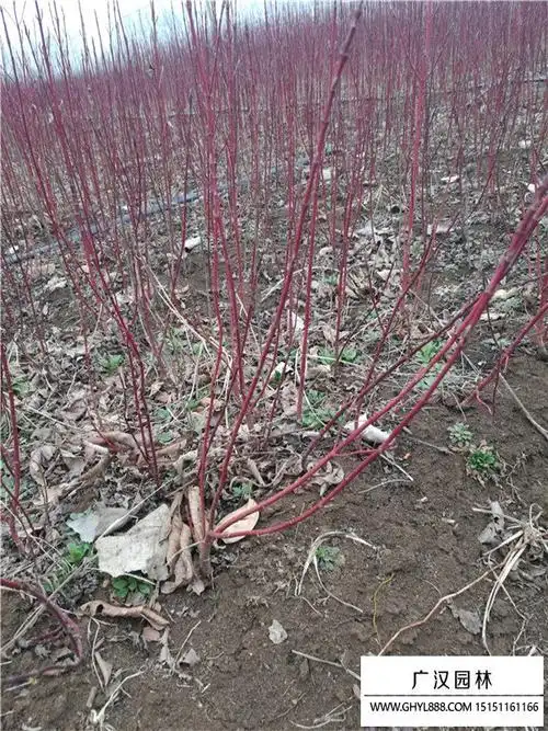 红瑞木是乔木还是灌木