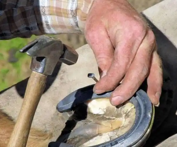 为什么要给马掌钉马掌铁钉扎进马的脚上它不会感到疼吗