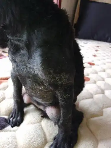 泰迪狗狗三个多月了,刚回来一个月给洗了个澡,然后咳嗽,没有吹干有了