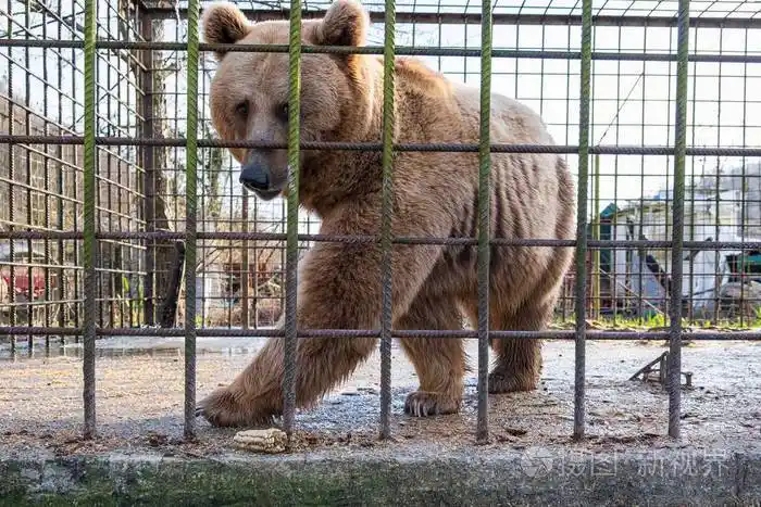 铁杆笼子里的棕熊.索契动物园.圈养的动物