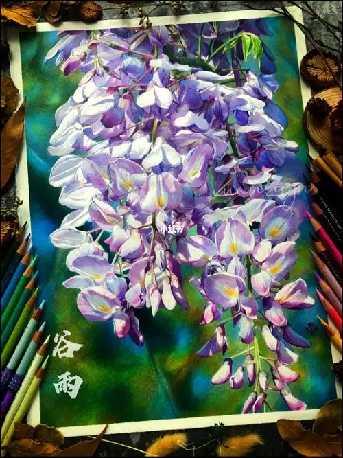 彩铅谷雨紫藤花