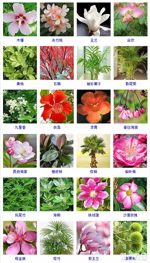 木本植物是什么木本植物的品种名称与图片大全