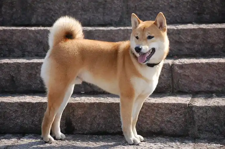 中国本土最古老的中华田园犬,三大天性秒杀一切洋狗