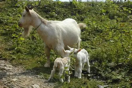 海门哪里有山羊海门山羊胎生几个