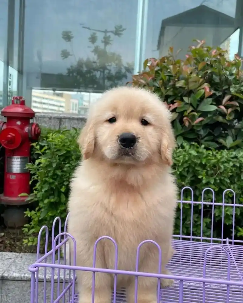 金毛犬96喜欢的吗 领养价 蹲新家杭州.纯种金毛幼犬一窝,弟 - 抖音