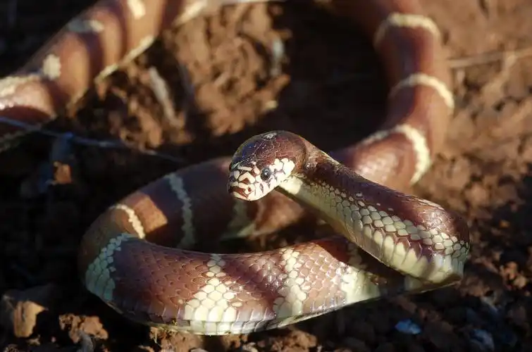 a href="#" data-lemmaid="1518435">王蛇属 /a>(学名:lampropeltis)