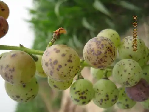 葡萄炭疽病高清大图与大伙共分享