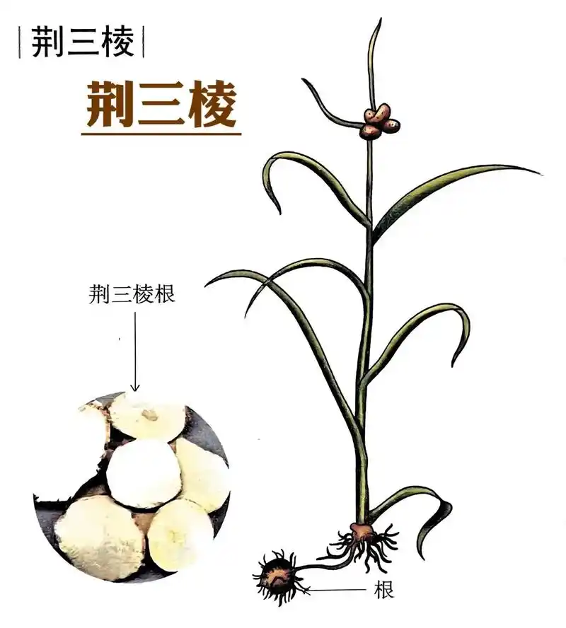 方   1.反胃恶心,药食不下.荆三棱(炮)一两半, - 抖音