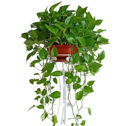 绿萝盆栽室内大盆长藤垂吊植物客厅大型绿植