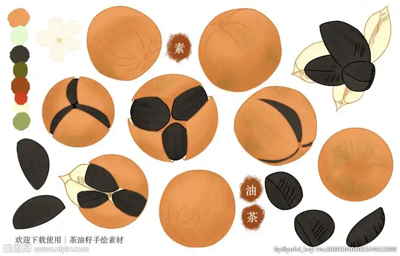 油茶籽手绘素材