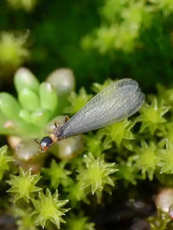 成都市的白蚁种类都有哪些?成都市危害房屋建筑的白蚁主要蚁种 - 抖音