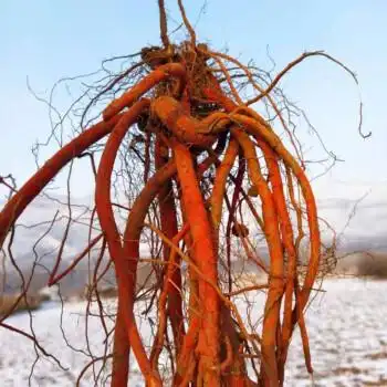 现挖新鲜野生丹参条整棵中药材紫丹参血参根丹参1斤装5斤鲜丹参