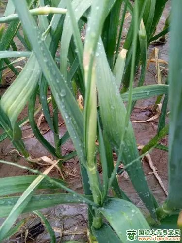 大蒜:各地疫病频发,单产,减产!减产?【国际大蒜贸易网】