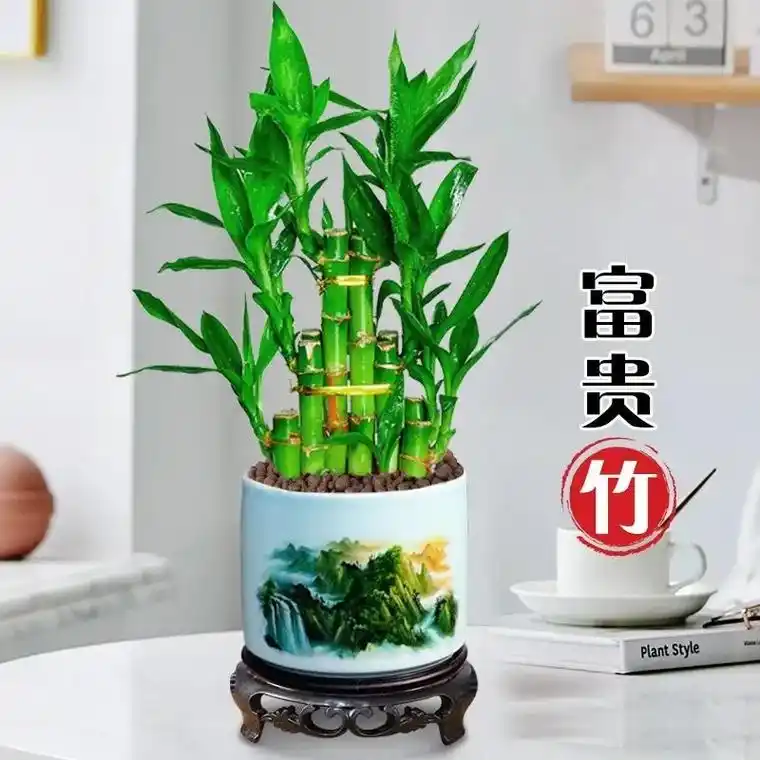 花开富贵,竹报平安,有着招财旺财,步步高升寓意.茎叶 - 抖音