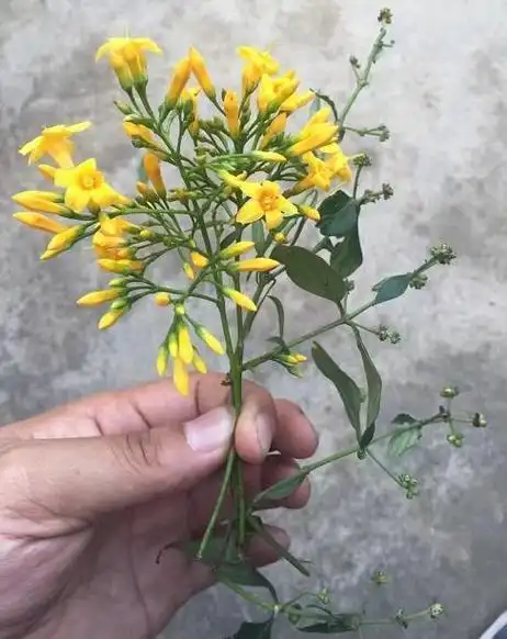 断肠草(断肠草有毒吗)