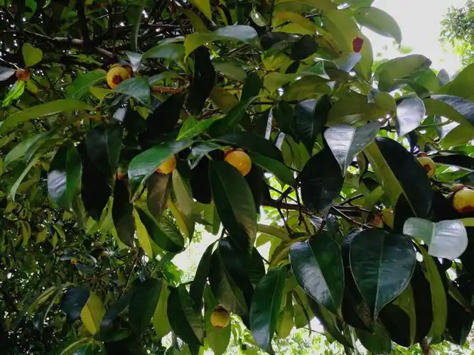 这是山竹树,结了很多山竹哦.