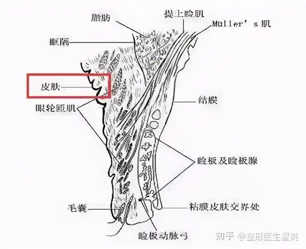 上睑提肌无力是什么导致的