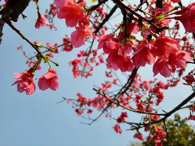 华农赏中国红樱花!