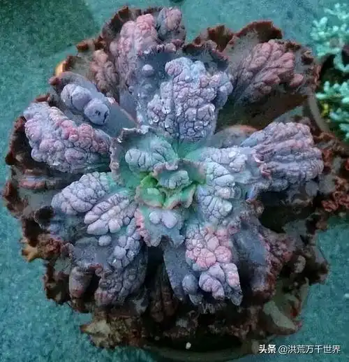 43种大包菜多肉