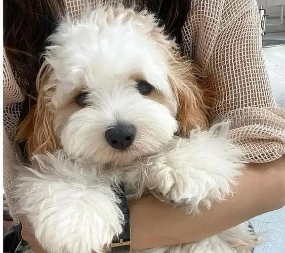 骑士比熊犬越来越多人养这几点实在太吃香了