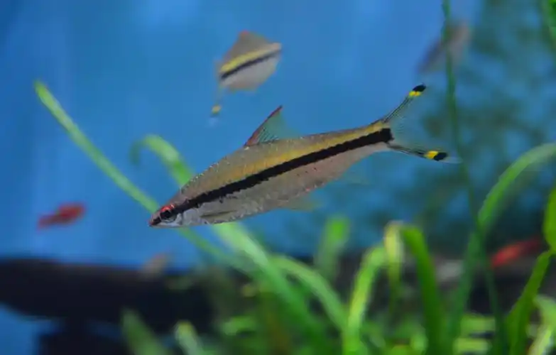 深海小鱼儿图片1440x900分辨率查看