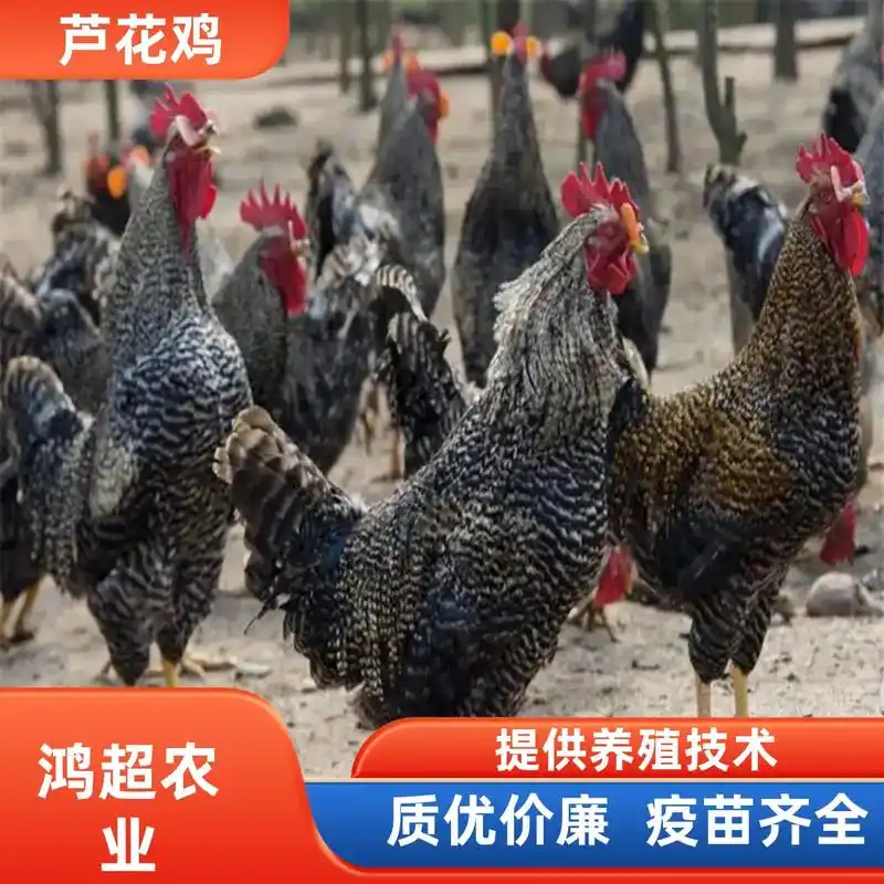芦花鸡形成历史较久,先后形成十几个变种.引入 - 抖音