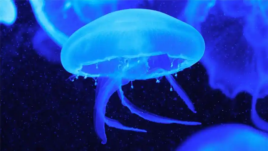 海里,水母,海洋生物,唯美,2k,动物遇见唯美的海洋水母 壁纸图片