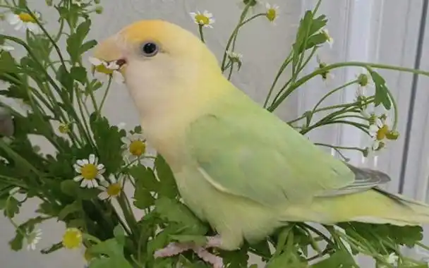 面类牡丹鹦鹉按来源分为四大系列:美桂系,澳桂系,华乐系和长羽种系.