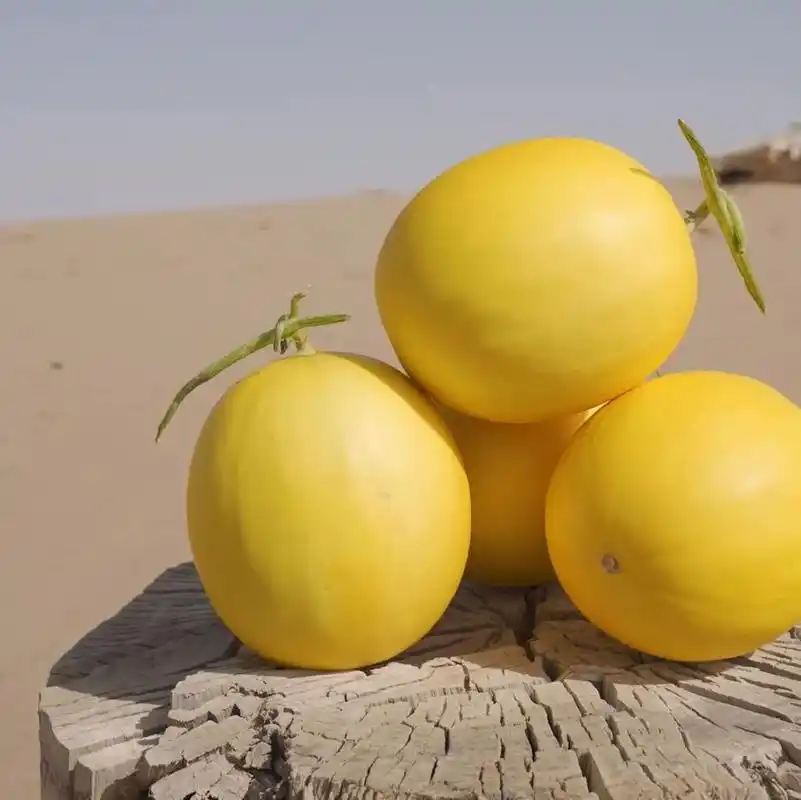 快来一口民勤蜜瓜!