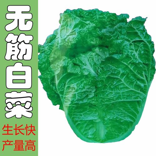 无筋大白菜种子多叶无茎包心麻叶菜种籽大全春夏秋冬四季高产蔬菜