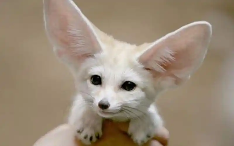 大耳朵超萌宠物—耳廓狐