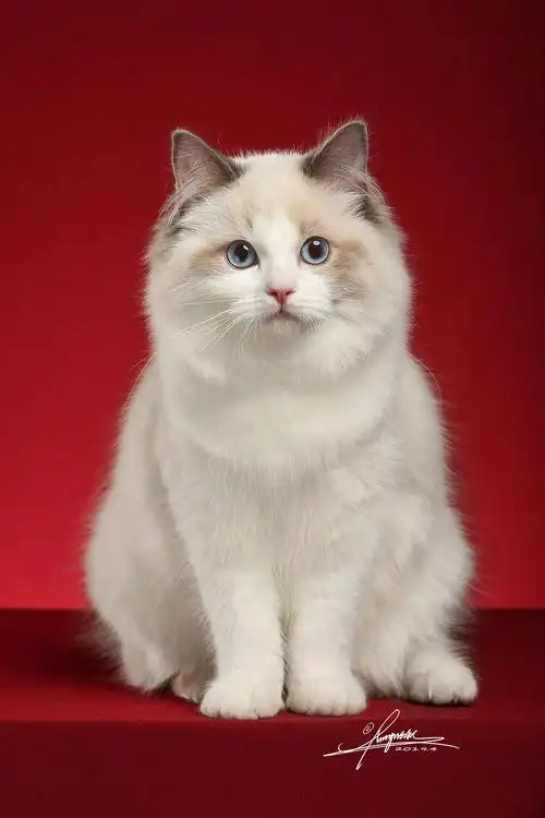 布偶猫amyworks,拍摄于上海