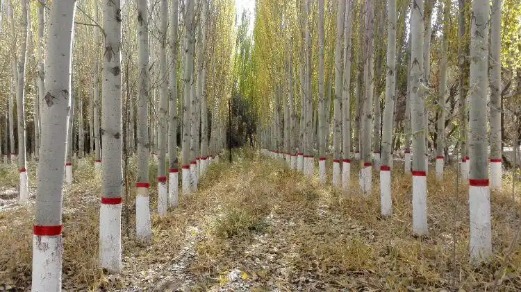 昨天在柯坪县城随拍,县城不太但环境很美,特别是绿化丶美化丶亮化给人