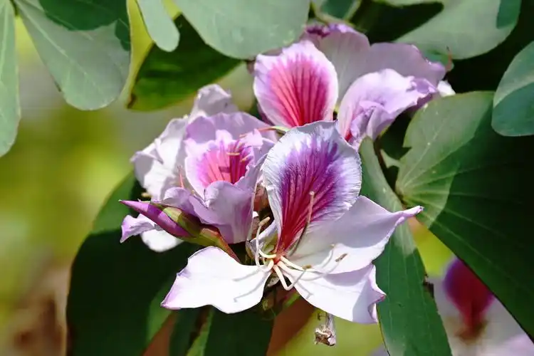 宫粉羊蹄甲 花语:矢志不渝