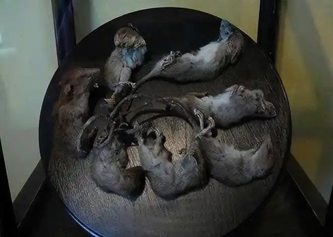 俄罗斯突现诡异鼠王5只老鼠尾巴交缠打死结是不详预兆