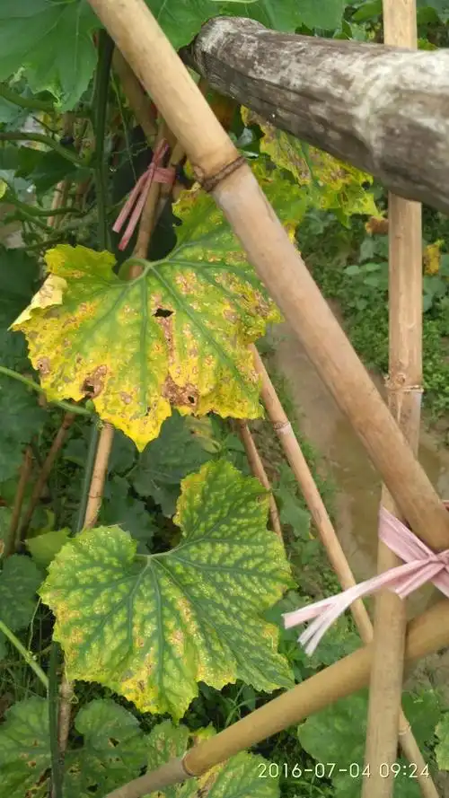 冬瓜这是什么病害,用什么药物治疗