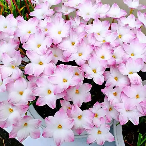 种花王大爷 风雨兰胖丽丽 开花种球 夏季开花球耐热包邮