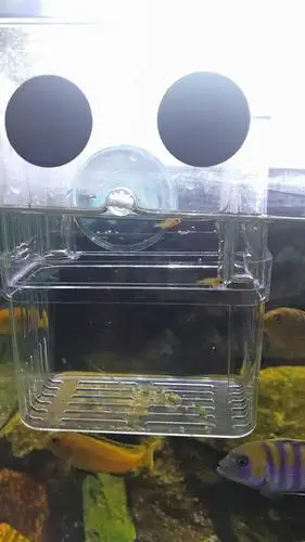 索罗斯斑马含卵20天了