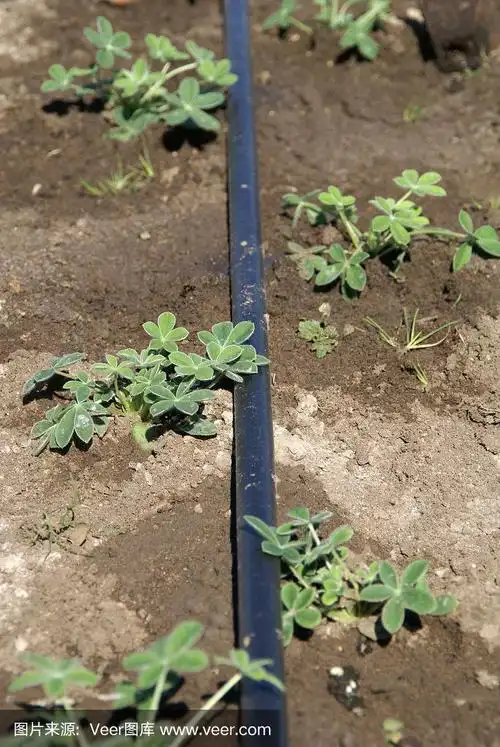 羽扇豆幼苗