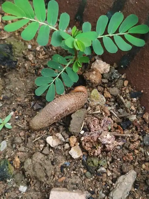 上个月种下的榴莲种子发芽了