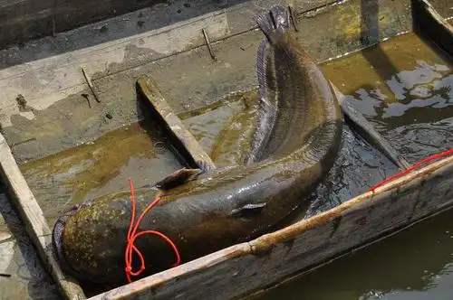 钓获42斤巨型大口鲇,出价2千欲买下此鱼