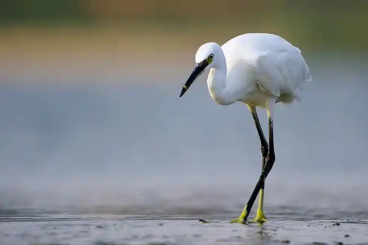 永定河畔的白鹭