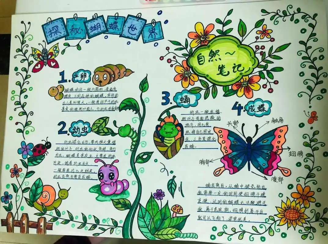 自然笔记植物生长手绘记录