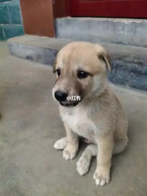 土狗拉布拉多串串