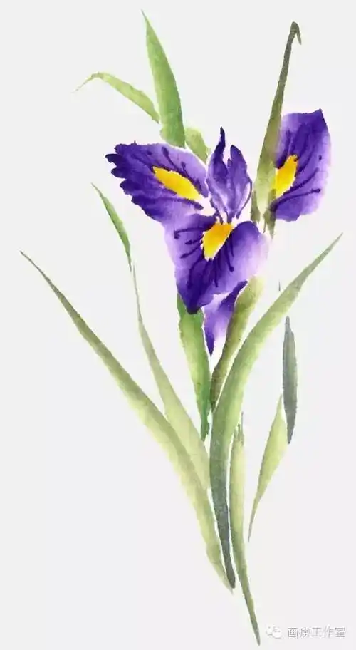 每日一画35鸢尾花工笔步骤画法