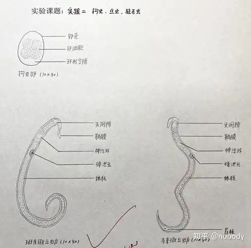 3.马来微丝蚴2.班氏微丝蚴1.钩虫卵实验二 钩虫,丝虫,旋毛虫4.