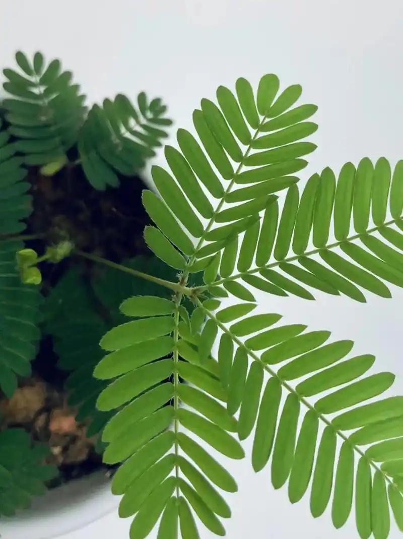 今天想和大家分享下盆栽含羞草🪴种植要点,绝对干货!