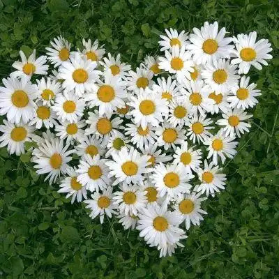 小雏菊图片_唯美图片_我要个性网