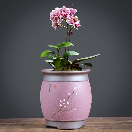 花盆蝴蝶兰专用紫砂粗陶透气兰花君子兰家用客厅花盆