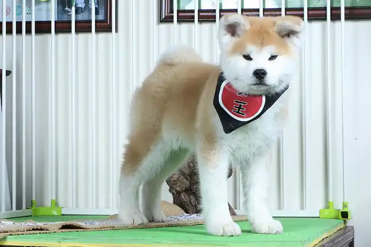 视频: 有免疫驱虫: 已做完血统信息: 无血统证书毛色: 其他狗狗种类